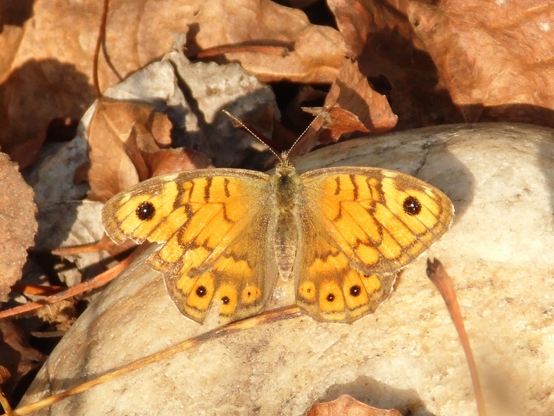 Parco del Ticino 30.9.12